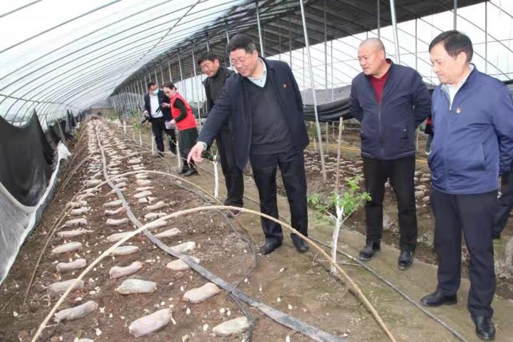 田屯街道最新发展规划概览