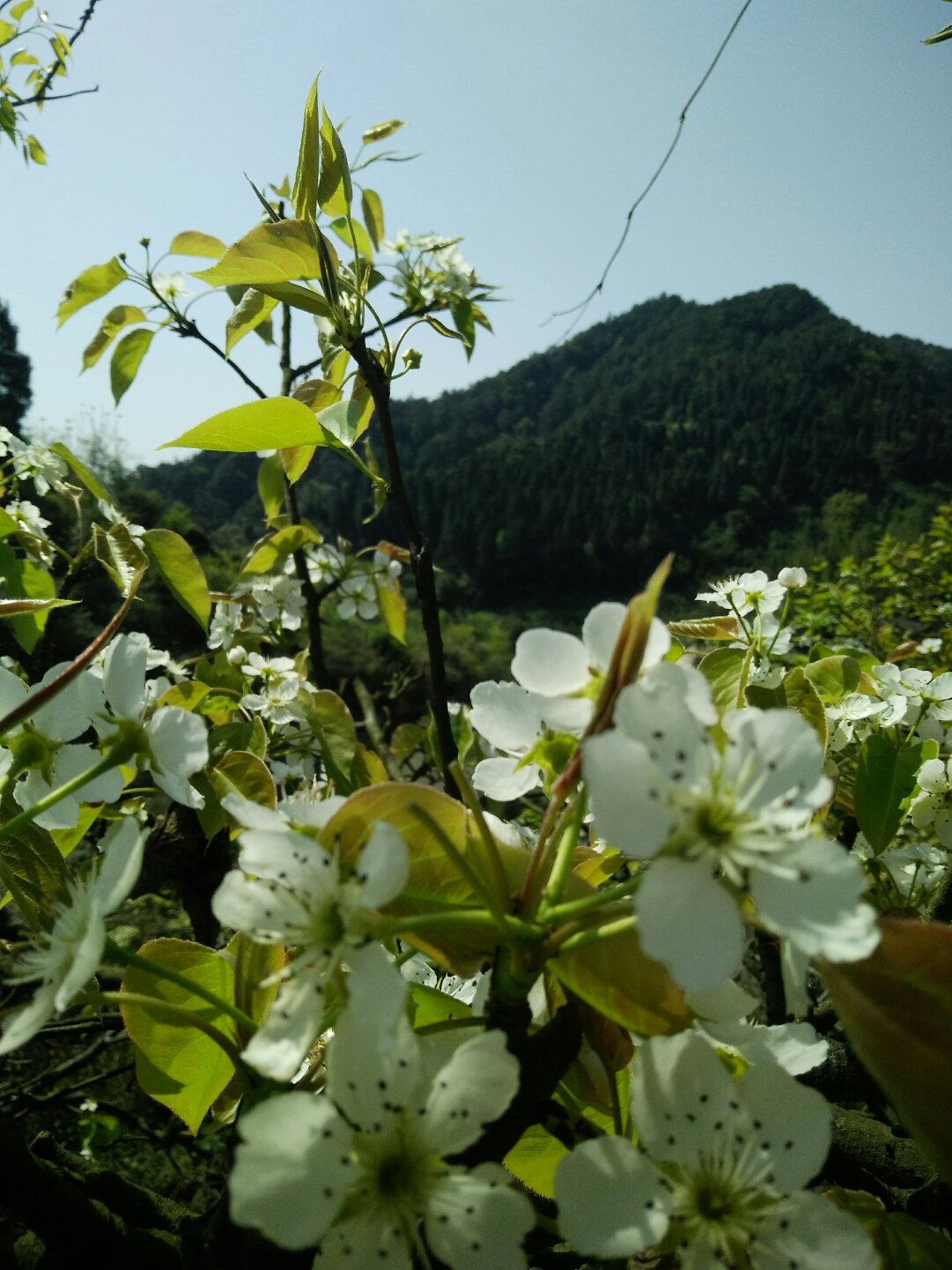 葛兰镇最新天气预报详解，天气状况与未来趋势分析