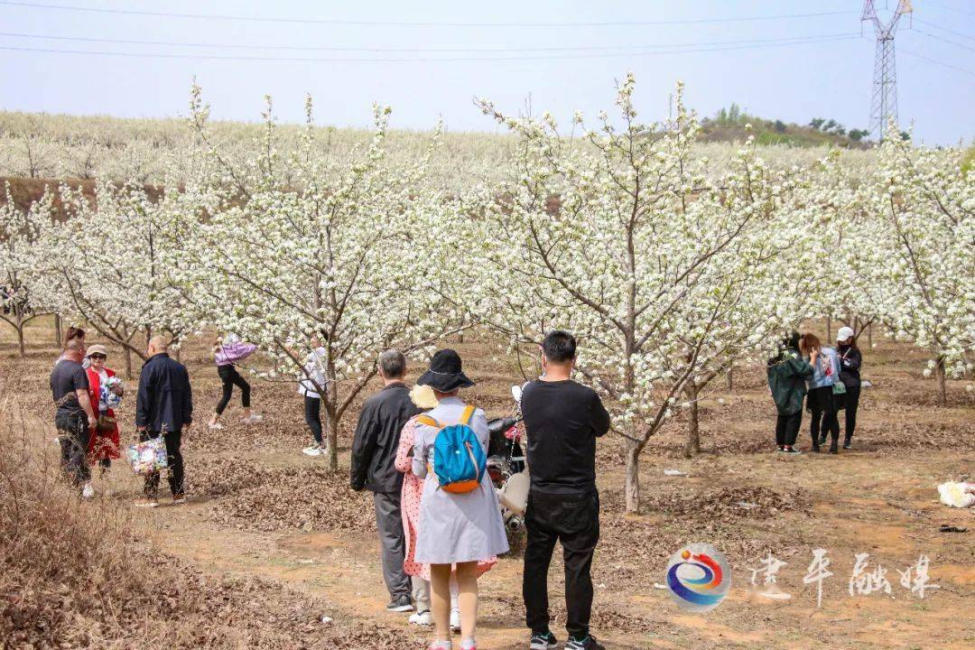 梨花村最新发展规划，走向繁荣与和谐共生