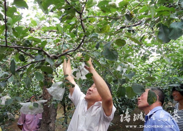 果树示范场新项目引领种植技术革新