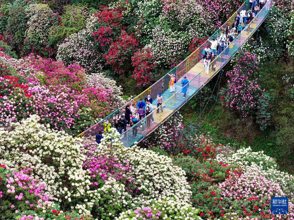 毕节市百里杜鹃景区游玩攻略大全